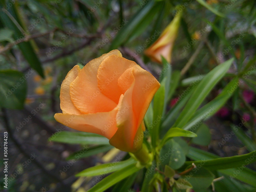Close up of yellow oleander or trumpet flower in the park.