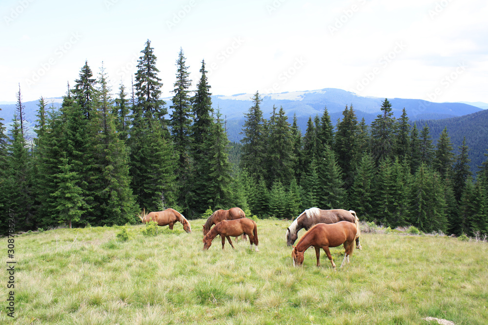 horses on a meadow and mountains behind