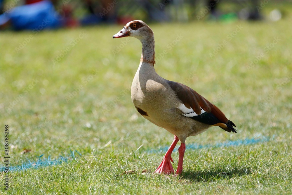 Duck Duck