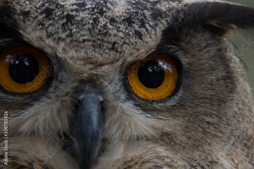 Owl outdoors in the middle of a field in freedom