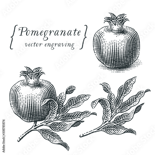 Pomegranate branch set. Hand drawn engraving style illustrations.