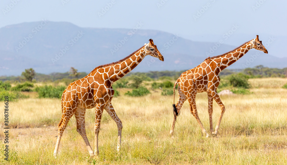 Obraz premium Somalia giraffe goes over a green lush meadow