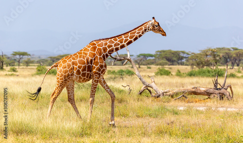 Somalia giraffe goes over a green lush meadow