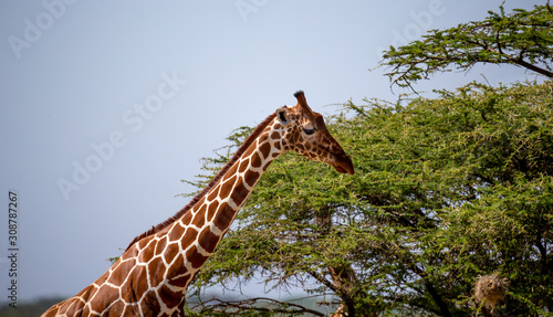 The head of a Somalia giraffe in close-up