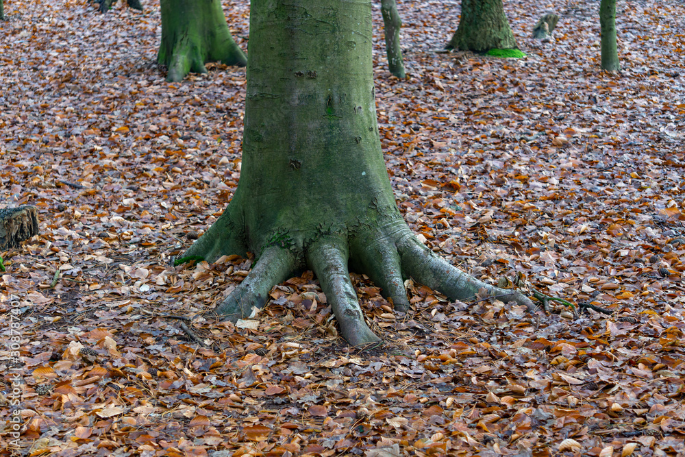 Baum mit Fuß und 5 Zehen Baum mit Fuß und 5 Zehen