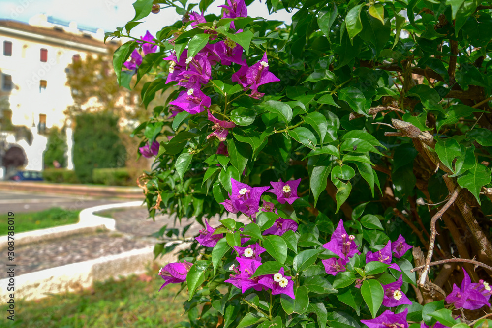 Bougainvillea Flowers by Morning at Summer