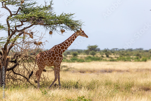 Somalia giraffes eat the leaves of acacia trees