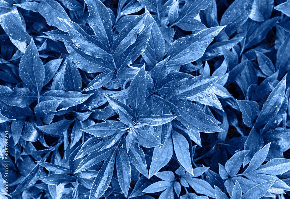 Classic blue background. Colored fresh peony leaves, copy space. Color of the year 2020. Nature background. Top view, flat lay Classic blue background. Colored fresh peony leaves, copy space. Color of the year 2020. Nature background. Top view, flat lay