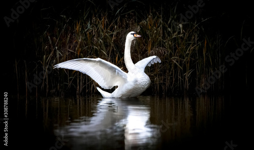 Swan standing with spread wings on a rock in blue-green water, white swan on water, dark background. photo