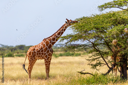 Photography Somalia giraffes eat the leaves of acacia trees