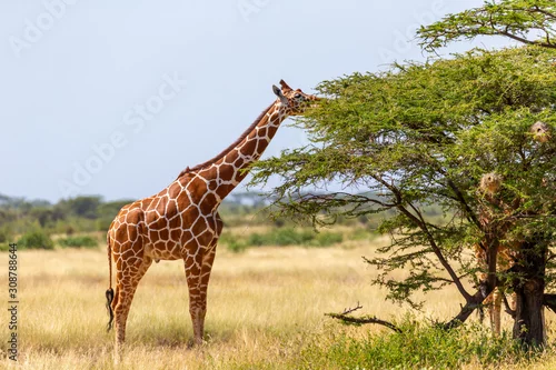 Fototapeta samoprzylepna Somalia giraffes eat the leaves of acacia trees