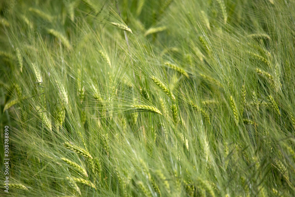Wheat field Wheat field