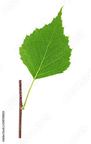 Green birch leaf on branch, white background. Top view.