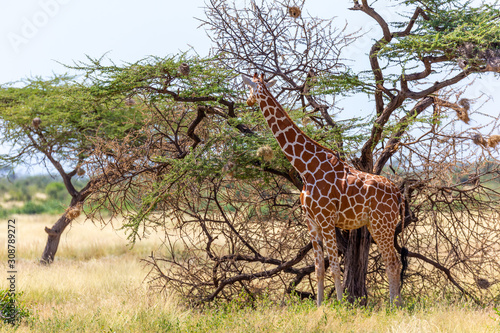 Somalia giraffes eat the leaves of acacia trees