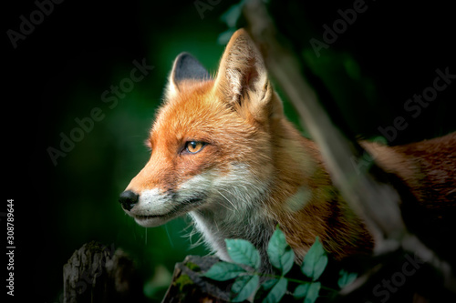 Close up of a Red and White Fox, side view, detail of the head of a fox on the hunt.