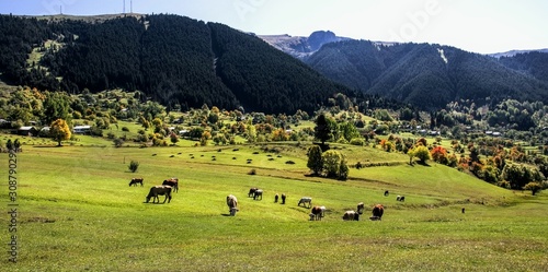 herd of cows grazing in the mountains