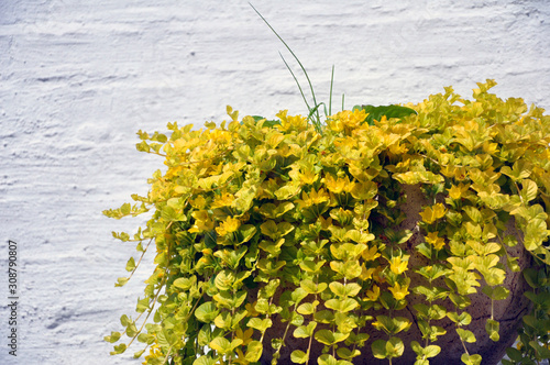 Photography golden creeping jenny, scientific name Lysimachia nummularia, in a cache-pot