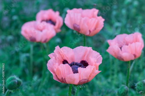 Fresh beautiful pink poppies on green field.