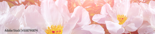 Panorama beautiful white peonies in the garden.