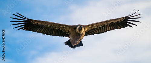 Griffon vulture, Gyps fulvus in Monfrague National Park. Extremadura, Spain