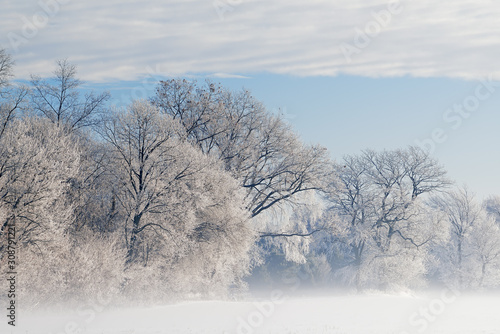 Hoarfrost encases a forest of bare trees in fog on a frigid winter morning, Michigan, USA