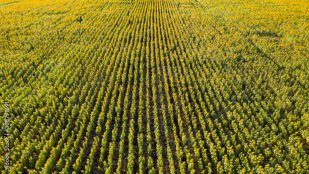 Sunflower garden, Aerial top view, background with beautiful yellow flower in thailand Sunflower garden, Aerial top view, background with beautiful yellow flower in thailand