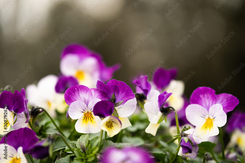 Purple flowers in the garden Purple flowers in the garden