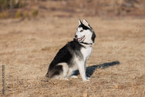 Husky. The dog walks in nature. Autumn landscape. Yellow dried lawn.