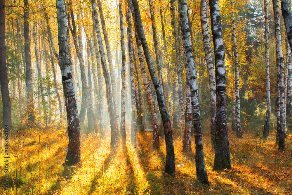 Obraz premium Beautiful autumn park