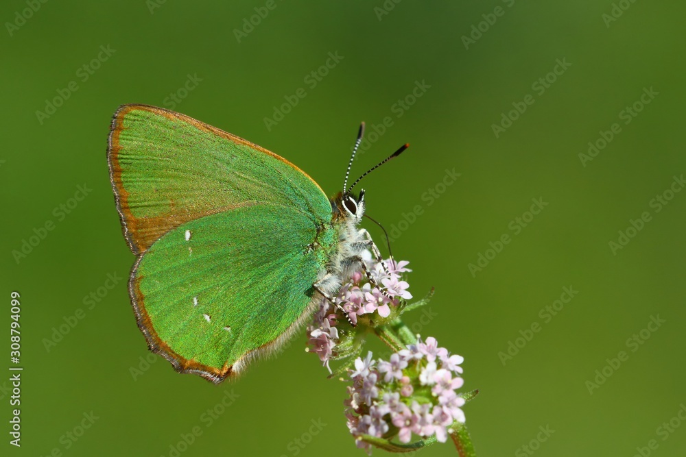 Callophrys rubi 818 Callophrys rubi 818