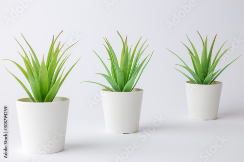House potted plants against white background minimal creative concept. Space for copy.