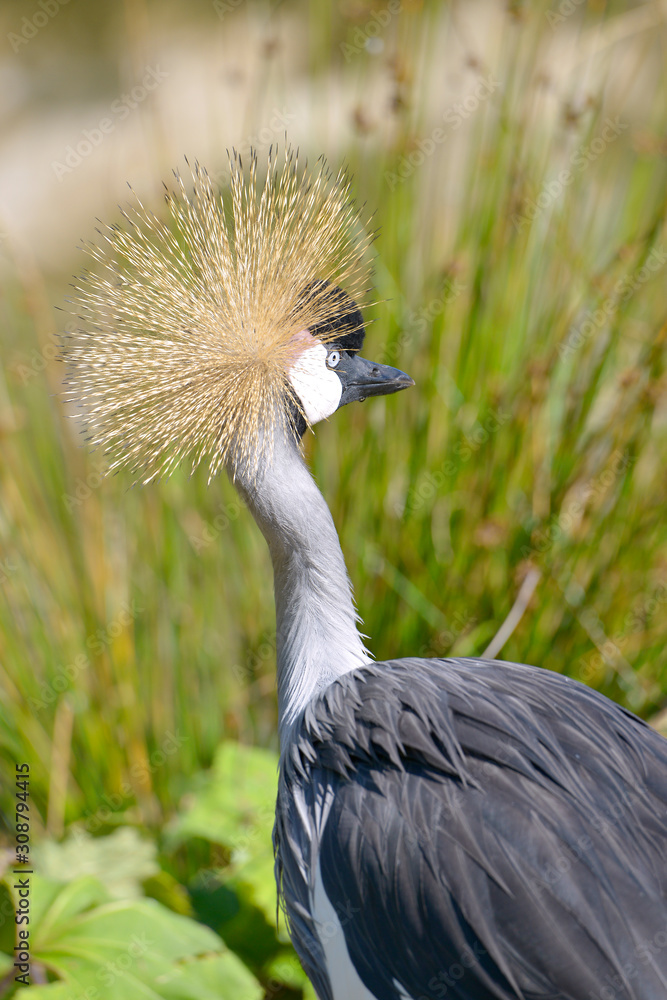 Fototapeta premium Closeup of Black Crowned Crane (Balearica pavonina) seen from behind and showing the egret well