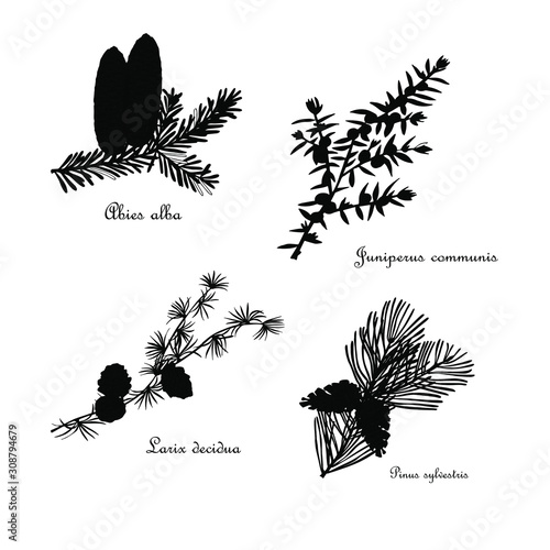 Set of black shape conifer branch with cones. Larch, fir, pine, juniper object isolated on white hand drawn art forest design element stock vector illustration for web, for print