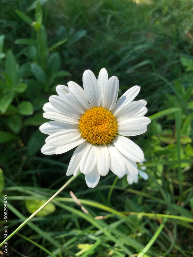 daisy in the grass daisy in the grass