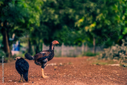 chicken that runs freely