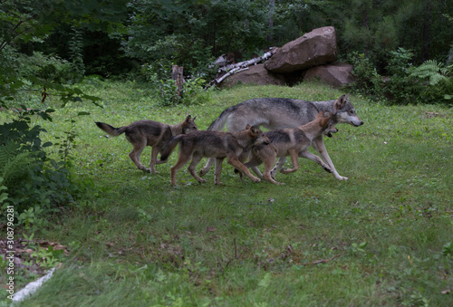 Fototapeta Naklejka Na Ścianę i Meble -  Male Grey wolf with three pups 