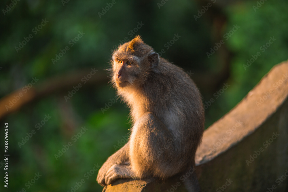 Monkeys and monkey family in the rainforest. Cubs with their parents. Funny and wild animals