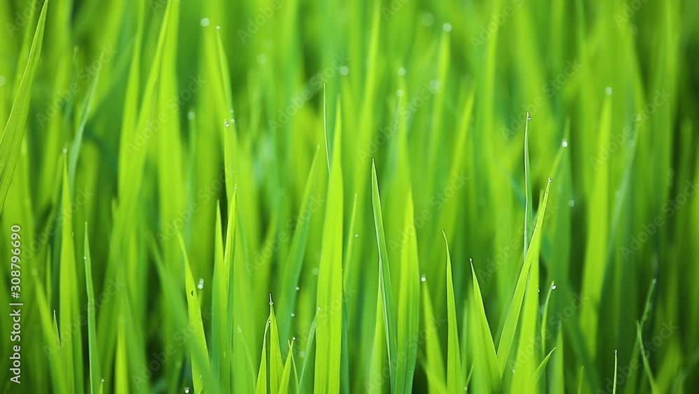 Green grass moves on the wind, seamless loopable footage Green grass moves on the wind, seamless loopable footage