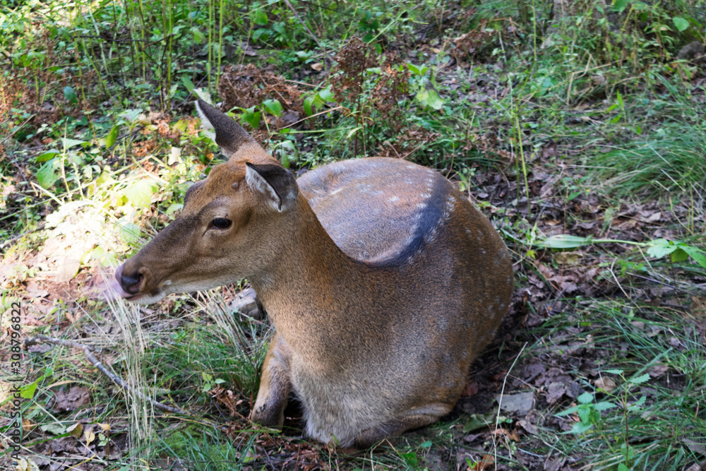 Fototapeta premium young fawn resting in the meadow