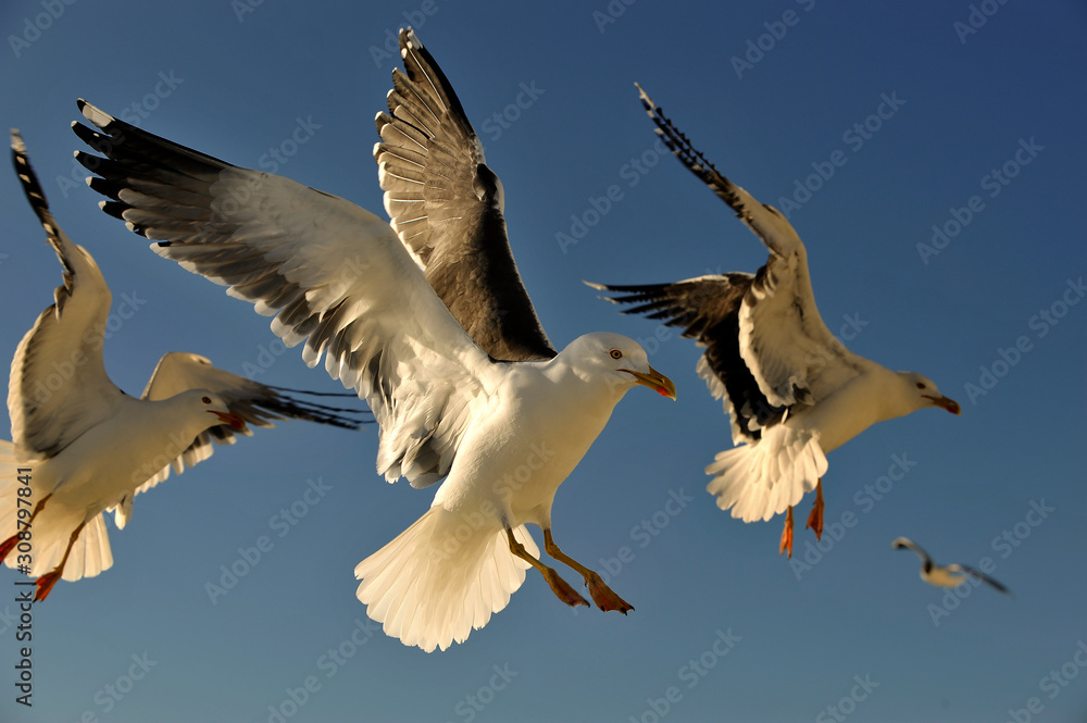 Obraz premium Möwen im Flug