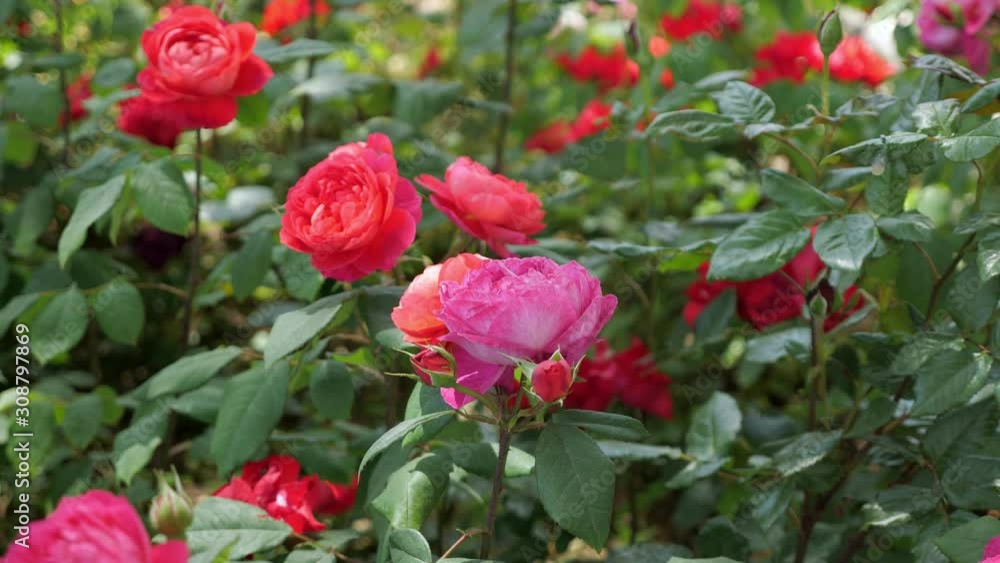 Beautiful roses in the summer garden in the shade of trees. Beautiful roses in the summer garden in the shade of trees.