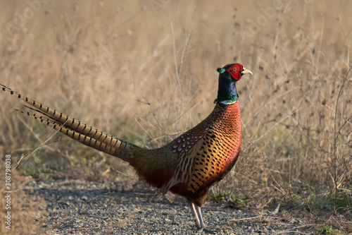 pheasant in the field