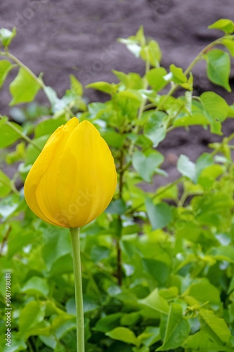 One yellow tulip on flowerbed in garden. Close-up.