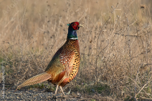 common pheasant