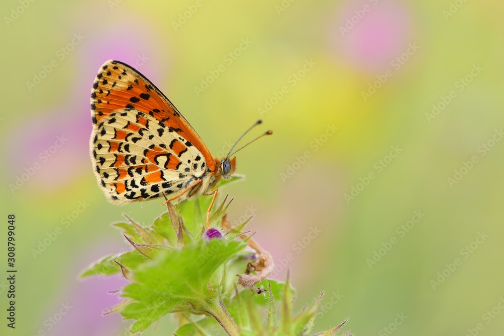 Melitaea trivia 817 Melitaea trivia 817