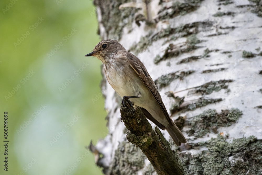 Fototapeta premium flycatcher on a branch