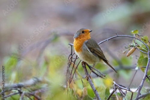 robin on a branch