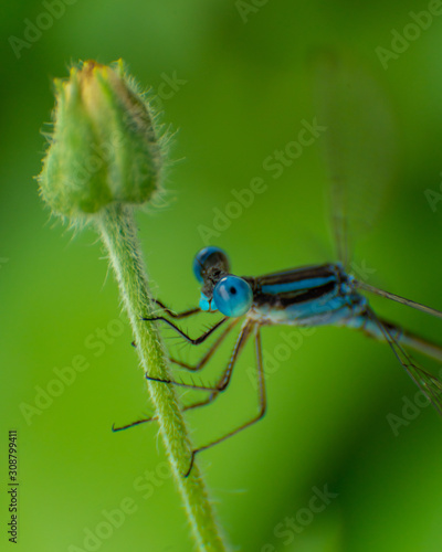 dragonfly and flower stem