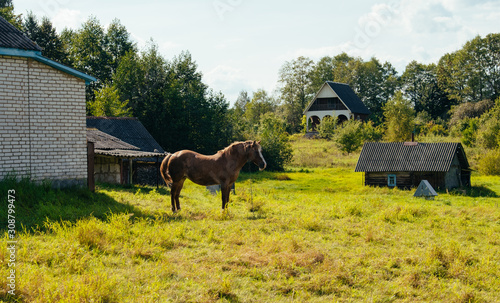 Horse in the Belarus Village, summer day