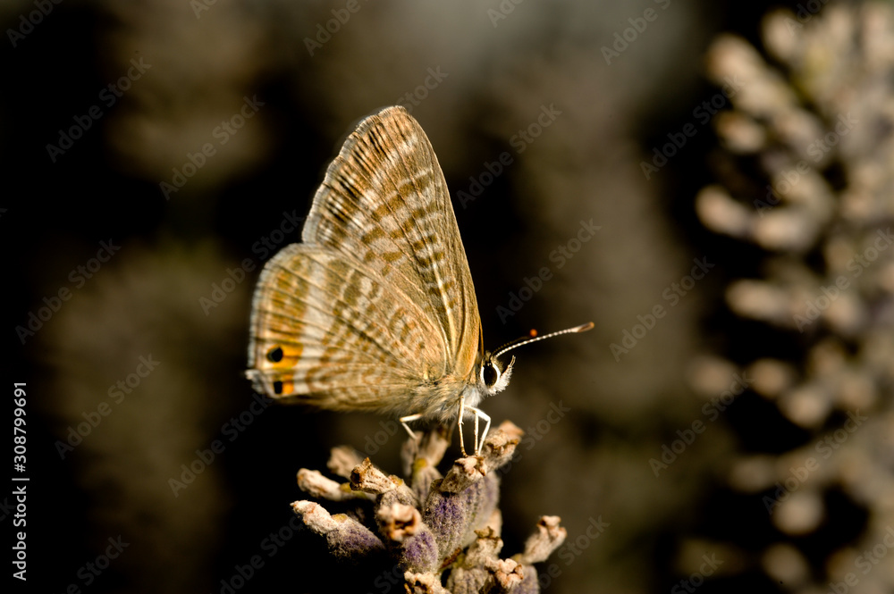 Fototapeta premium schmetterling